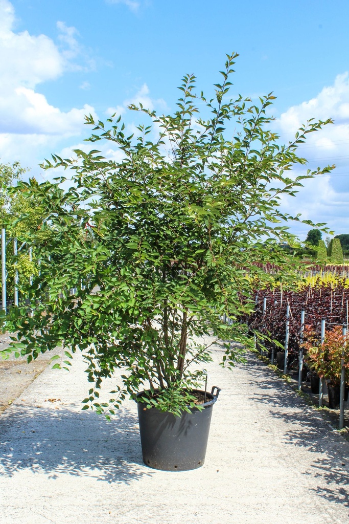[P] Prunus 'The Bride' cont. 90L 250-300 cm multi-stem