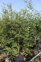 Prunus 'The Bride' cont. 90L 250-300 cm Multistamm