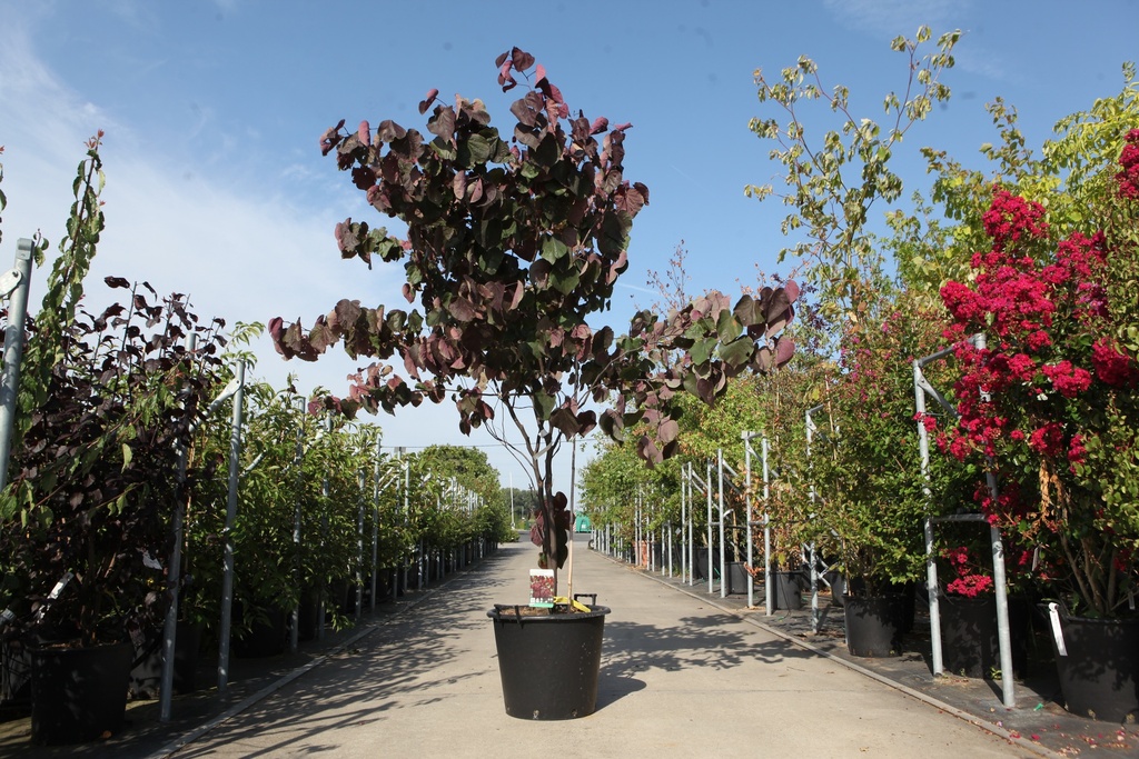 [P] Cercis canadensis 'Forest Pansy' cont. 50L 150/+ cm