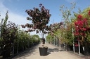 Cercis canadensis 'Forest Pansy' cont. 50L 150/+ cm