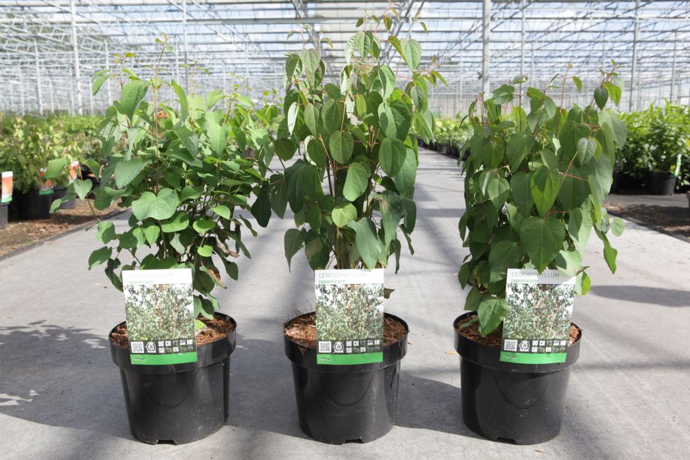 Cercidiphyllum japonicum cont. 3,6L 50-60 cm +p