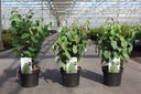 Cercidiphyllum japonicum cont. 3,6L 50-60 cm +f