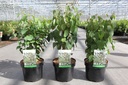 Cercidiphyllum japonicum cont. 3,6L 50-60 cm +p