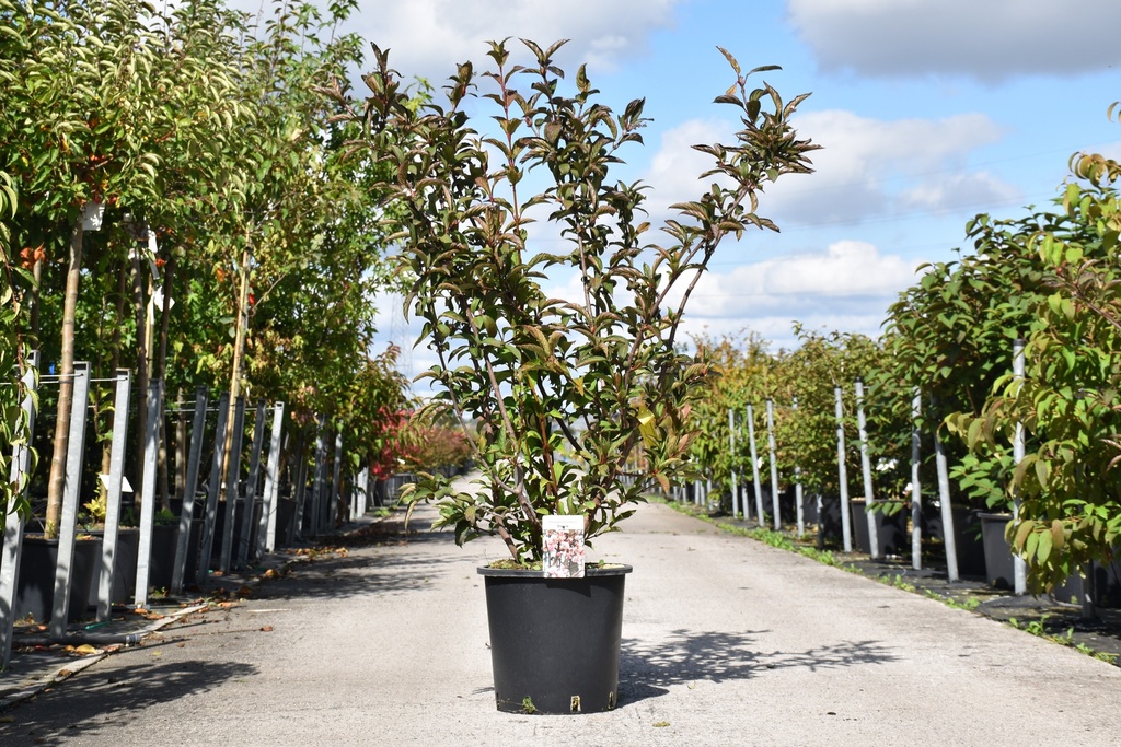 [P] Viburnum bodnantense 'Dawn' Kont. 25L 125/+ cm