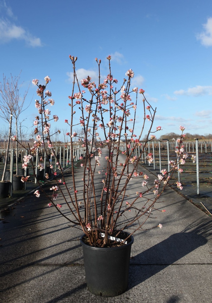 [P] Viburnum bodnantense 'Dawn' cont. 25L 125/+ cm