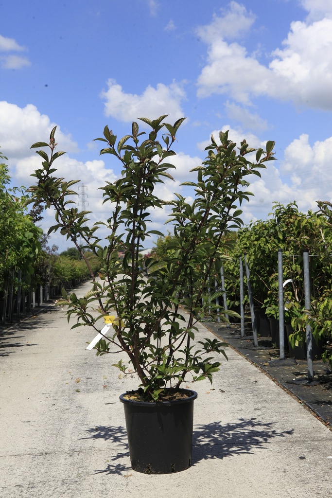 [P] Viburnum bodnantense 'Dawn' cont. 25L 125/+ cm