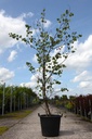 Cercis siliquastrum cont. 70L 200-250 cm +f