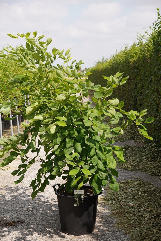 [P] Cladrastis kentukea cont. 35L 150/+ cm