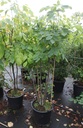 Cladrastis kentukea cont. 35L 150/+ cm