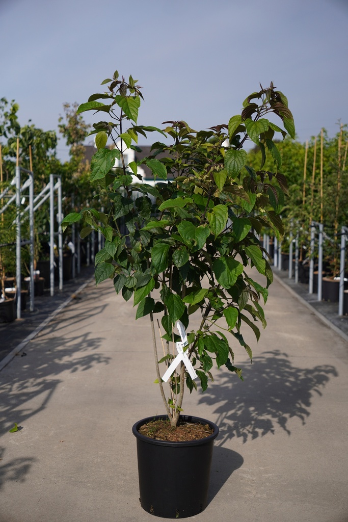 [P] Clerodendrum trichotomum fargesii Kont. 25L 125-150 cm