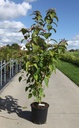 Clerodendrum trichotomum fargesii cont. 25L 125-150 cm