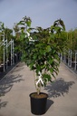 Clerodendrum trichotomum fargesii cont. 25L 125-150 cm