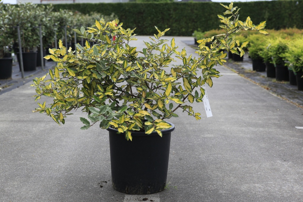 [P] Elaeagnus pungens 'Maculata' cont. 18L 80/+ cm