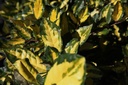 Elaeagnus pungens 'Maculata' cont. 18L 80/+ cm