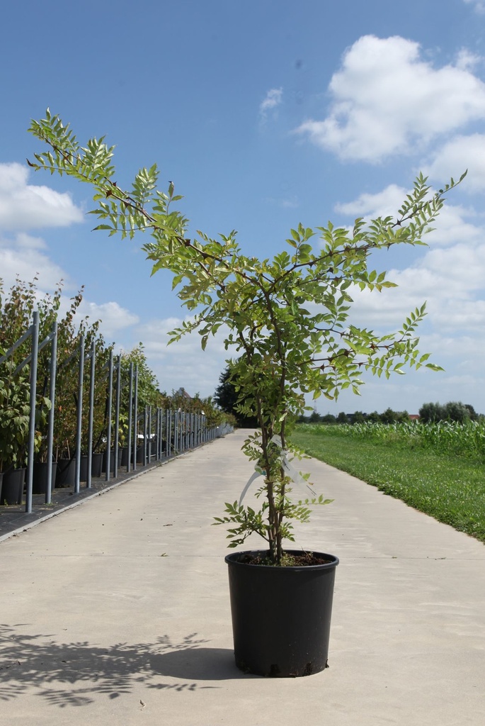 [P] Zanthoxylum simulans cont. 18L 100-125 cm