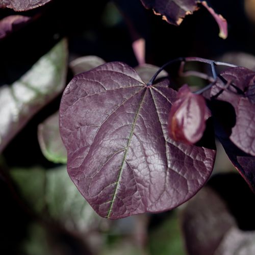 Cercis canadensis 'Forest Pansy' cont. 25L 125/+ cm +ф