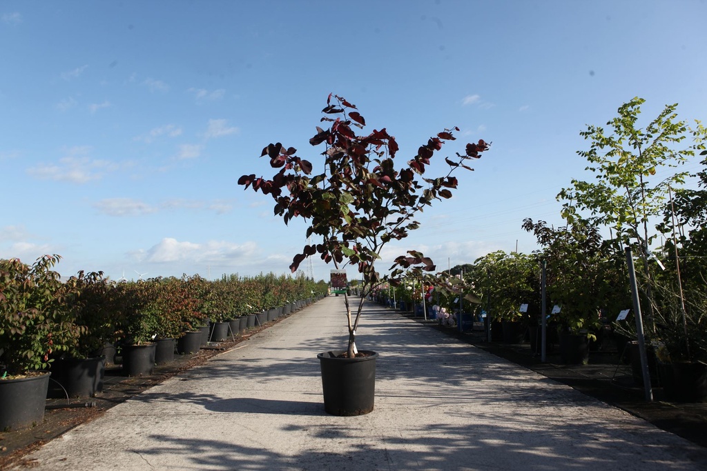 Cercis canadensis 'Forest Pansy' cont. 25L 125/+ cm +f