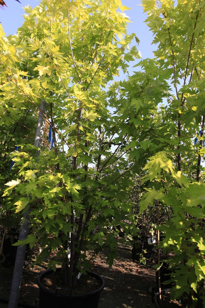 [P] Acer saccharinum 'Lutescens' cont. 70L 200-250 cm Multistamm
