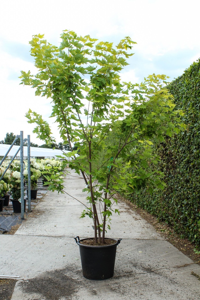 [P] Acer saccharinum 'Lutescens' cont. 70L 200-250 cm multi-troncs