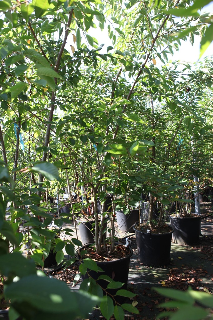 [P] Prunus yedoensis cont. 90L 250-300 cm multi-stem