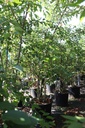 Prunus yedoensis cont. 90L 250-300 cm multi-stem