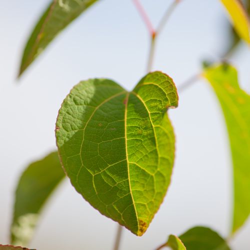 Cercidiphyllum japonicum cont. 90L 250-275 cm solitair