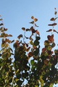 Cercidiphyllum japonicum cont. 90L 250-275 cm solitair