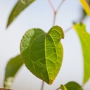 Cercidiphyllum japonicum cont. 90L 250-275 cm solitair