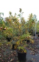 Mespilus germanica cont. 70L 150-175 cm