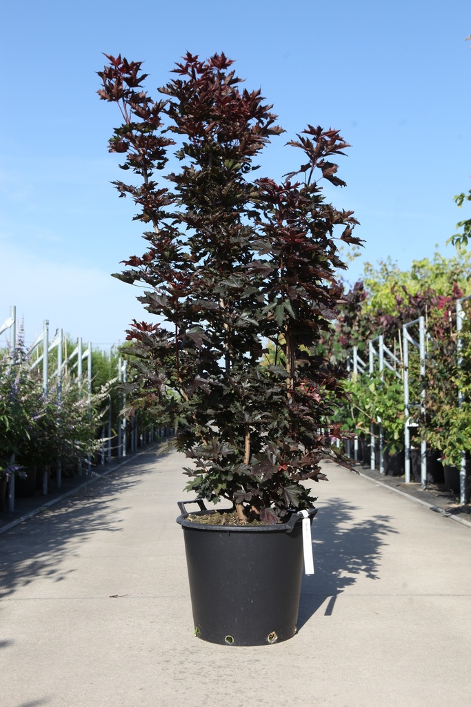 [P] Acer platanoides 'Crimson Sentry' cont. 35L 150/+ cm
