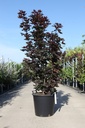 Acer platanoides 'Crimson Sentry' cont. 35L 150/+ cm