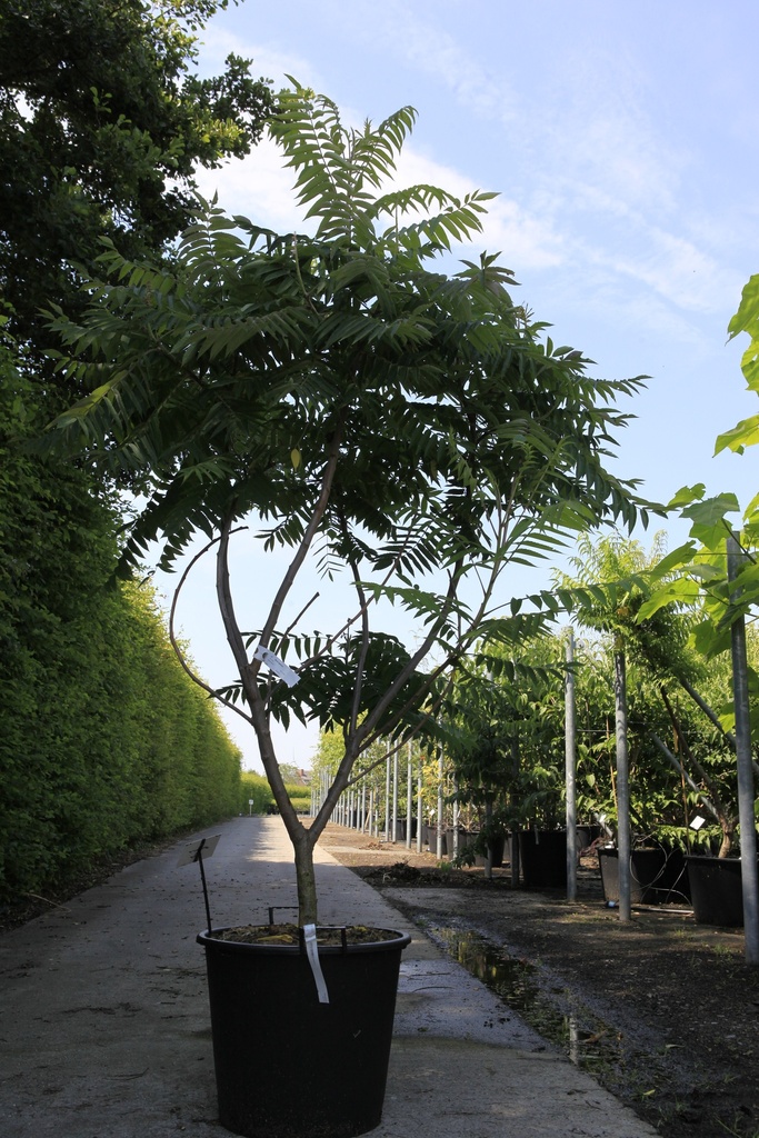 Rhus typhina cont. 70L 175/+ cm multistam