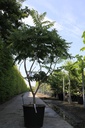 Rhus typhina cont. 70L 175/+ cm multistam