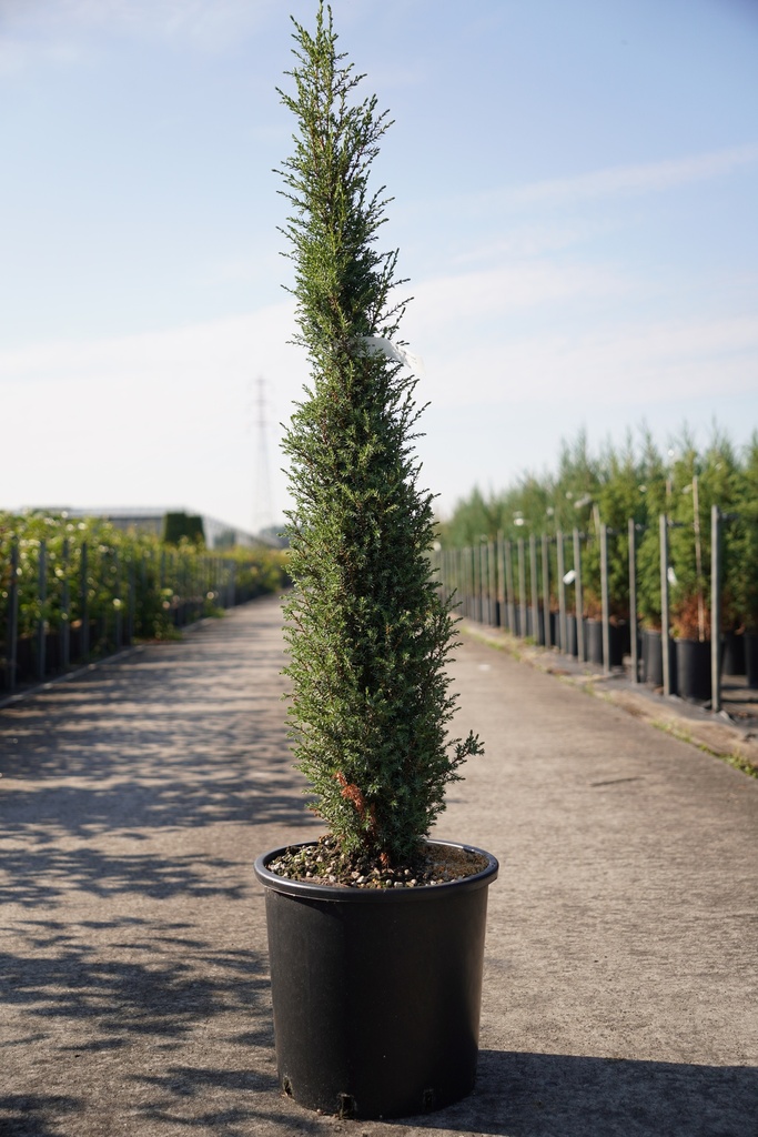 Juniperus communis 'Sentinel' cont. 15L 100/+ cm