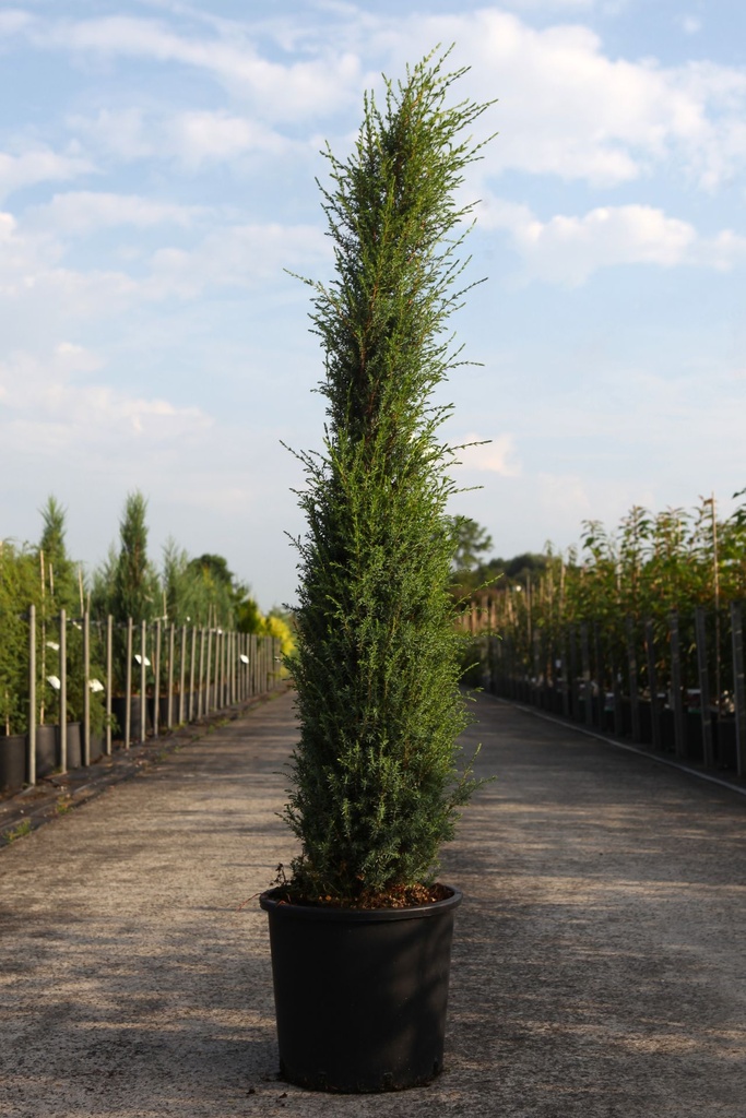 [P] Juniperus communis 'Sentinel' cont. 15L 100/+ cm