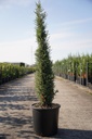 Juniperus communis 'Sentinel' cont. 15L 100/+ cm
