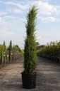 Juniperus communis 'Sentinel' cont. 15L 100/+ cm
