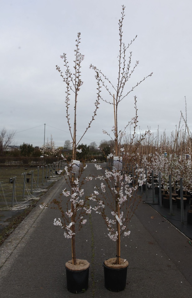 [P] Prunus yedoensis cont. 12L 175-200 cm baliveau +p