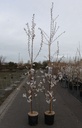 Prunus yedoensis cont. 12L 175-200 cm spil +f