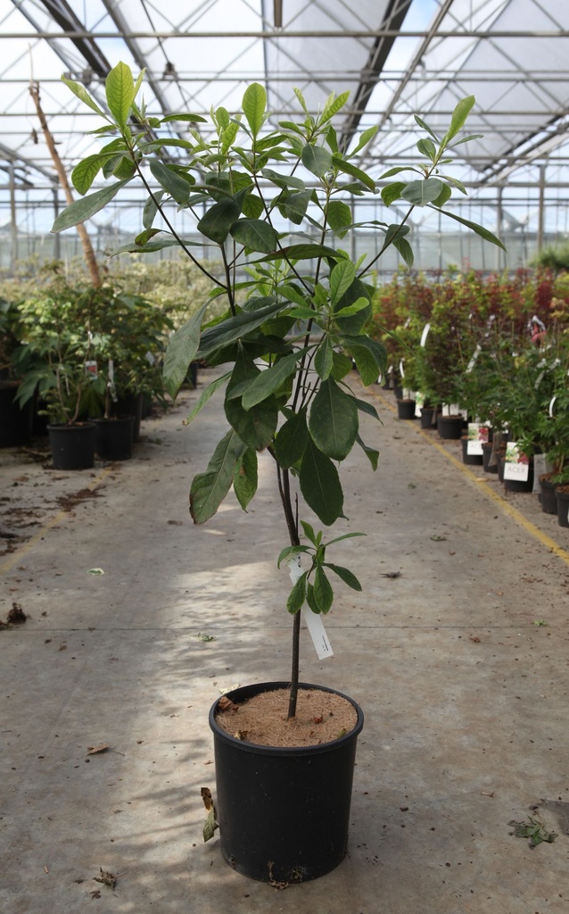 [P] Franklinia alatamaha cont. 12L 60-80 cm