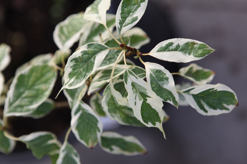 [P] Cornus controversa 'Variegata' cont. 50L 175-200 cm