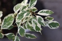 Cornus controversa 'Variegata' cont. 50L 175-200 cm
