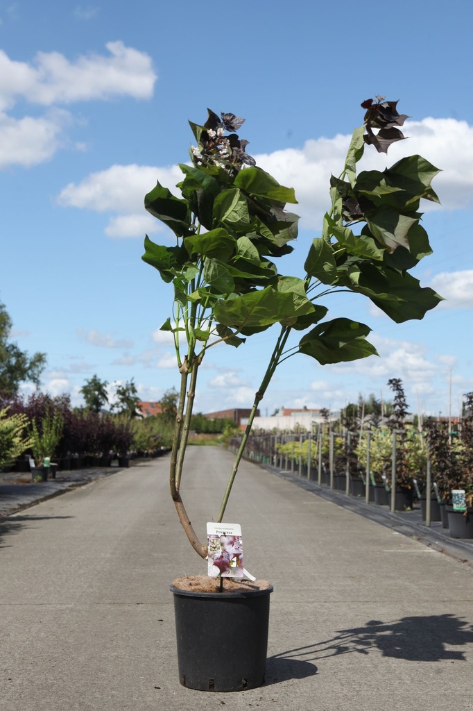 Catalpa erubescens 'Purpurea' cont. 12L 80-100 cm +f