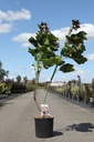 Catalpa erubescens 'Purpurea' cont. 12L 80-100 cm +f
