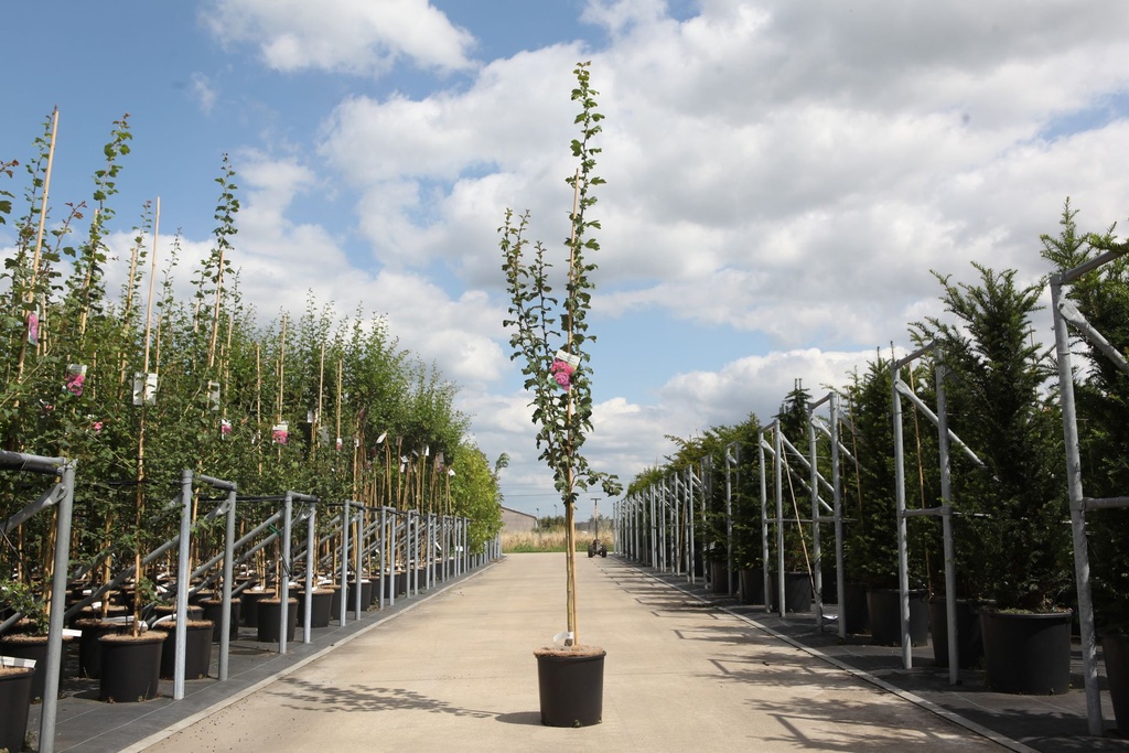 [P] Crataegus media 'Paul's Scarlet' cont. 12L 150/+ cm feathered +p