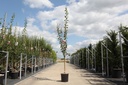 Crataegus media 'Paul's Scarlet' cont. 12L 150/+ cm feathered +ф