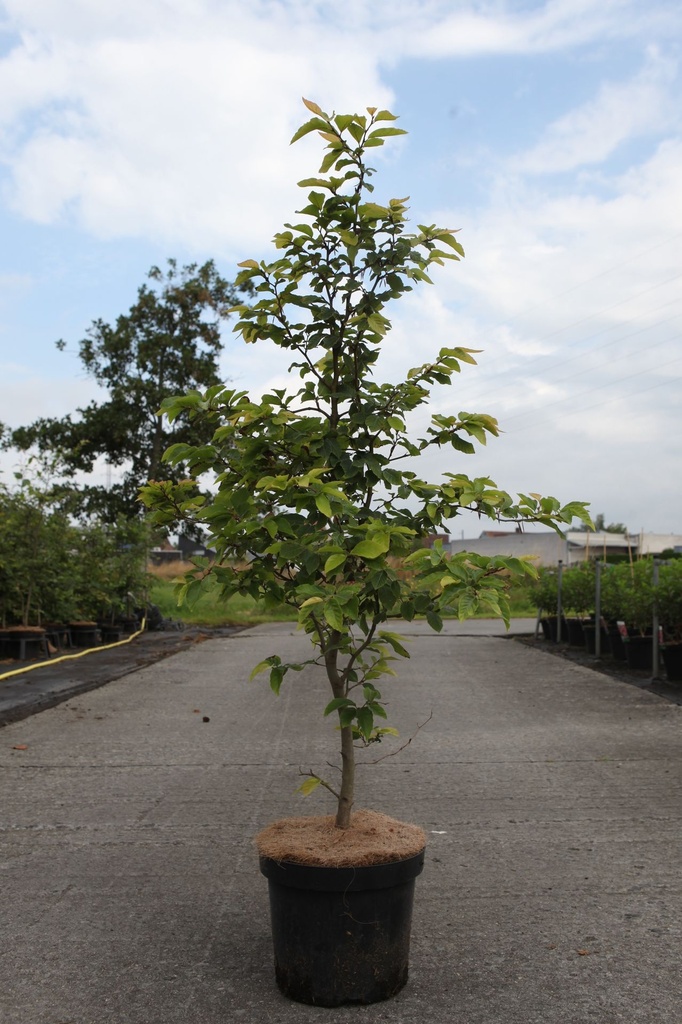 [P] Fagus sylvatica cont. 7,5L 125-150 cm