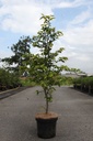 Fagus sylvatica cont. 7,5L 125-150 cm