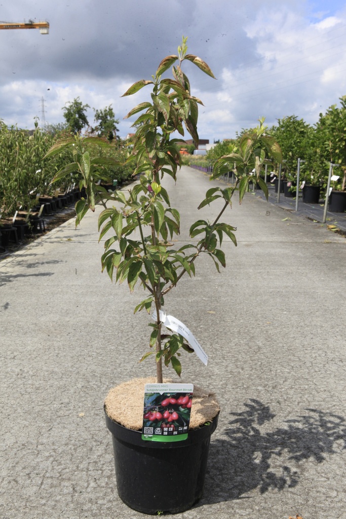 [P] Cornus mas cont. 7,5L 60-80 cm