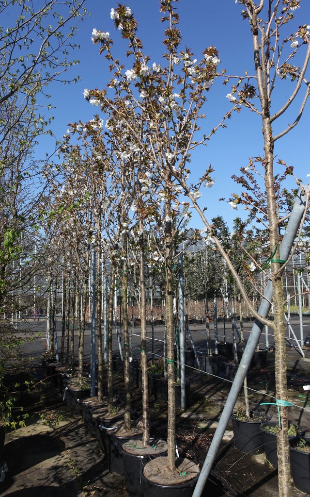 [P] Prunus serrulata 'Tai Haku' cont. 35L standard 10-12